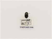 藏品(鞘翅目(2))的圖片